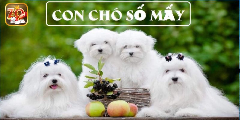 Mơ thấy chó đánh con gì mang lại may mắn, tài lộc