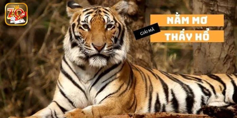 Mơ thấy mình cưỡi hổ