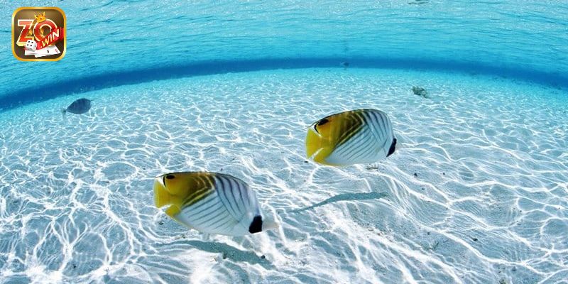 Mơ thấy cá bị chết